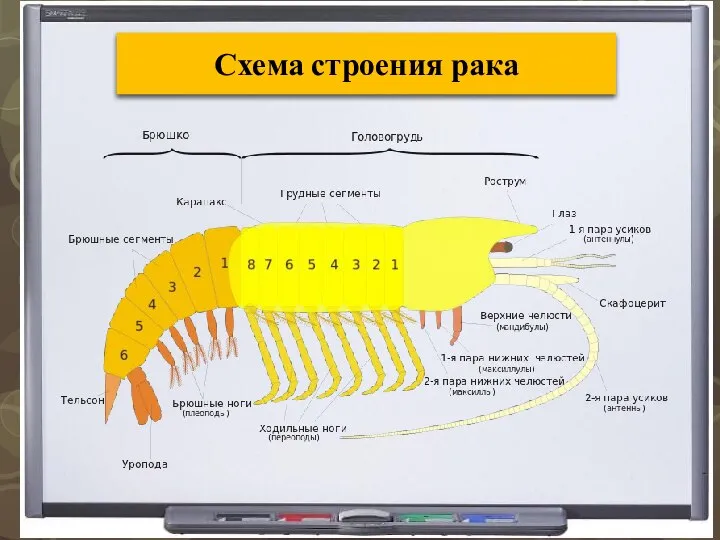 Схема строения рака