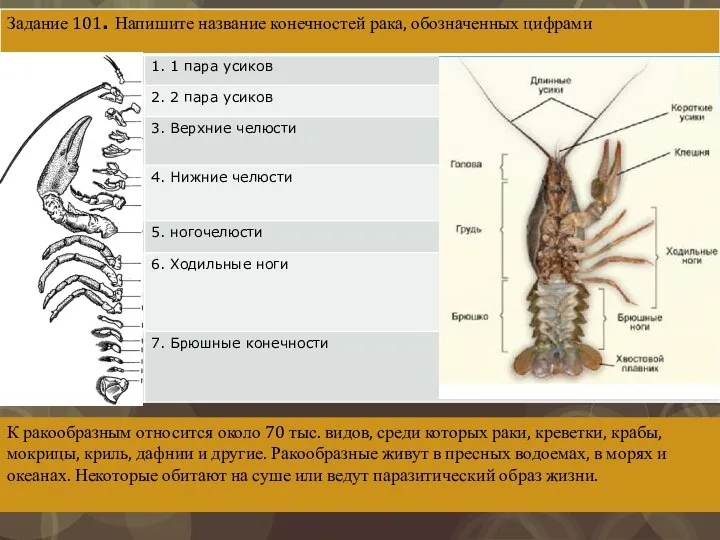 К ракообразным относится около 70 тыс. видов, среди которых раки, креветки,