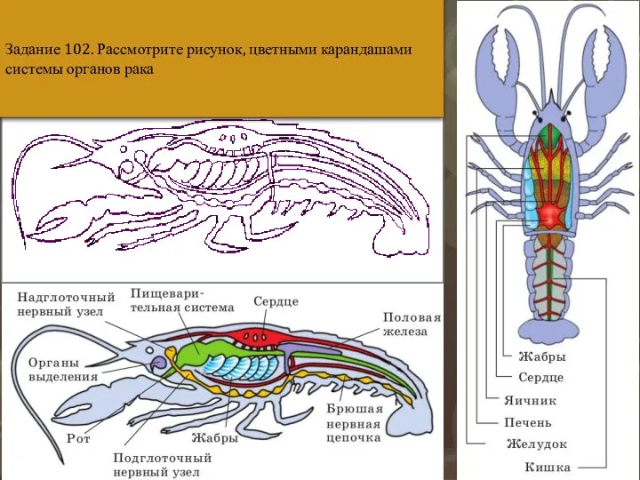 Задание 102. Рассмотрите рисунок, цветными карандашами системы органов рака