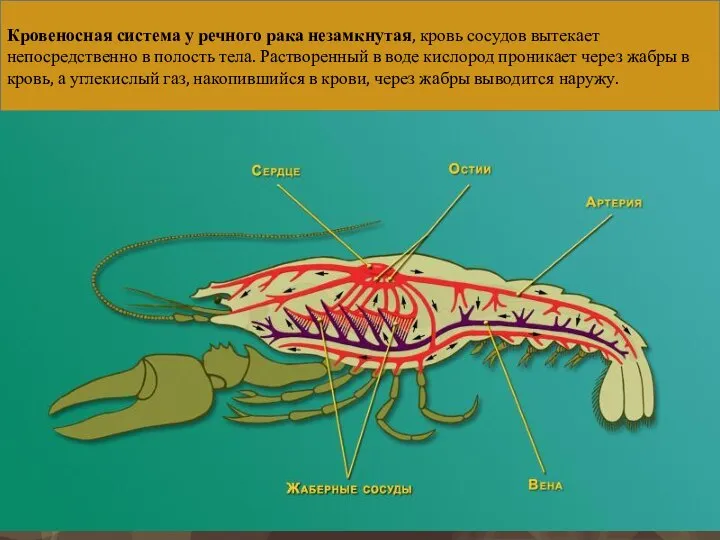 Кровеносная система у речного рака незамкнутая, кровь сосудов вытекает непосредственно в