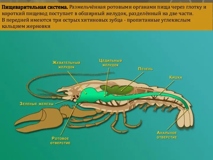 Пищеварительная система. Размельчённая ротовыми органами пища через глотку и короткий пищевод