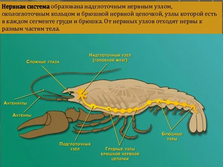 Нервная система образована надглоточным нервным узлом, окологлоточным кольцом и брюшной нервной
