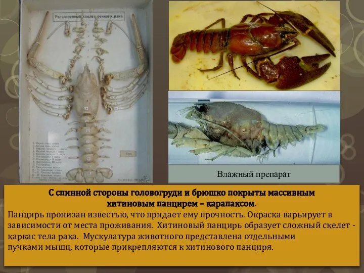 С спинной стороны головогруди и брюшко покрыты массивным хитиновым панцирем –