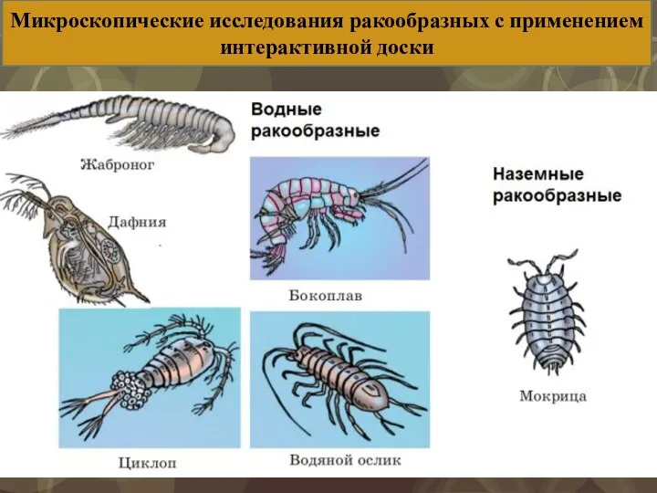 Микроскопические исследования ракообразных с применением интерактивной доски