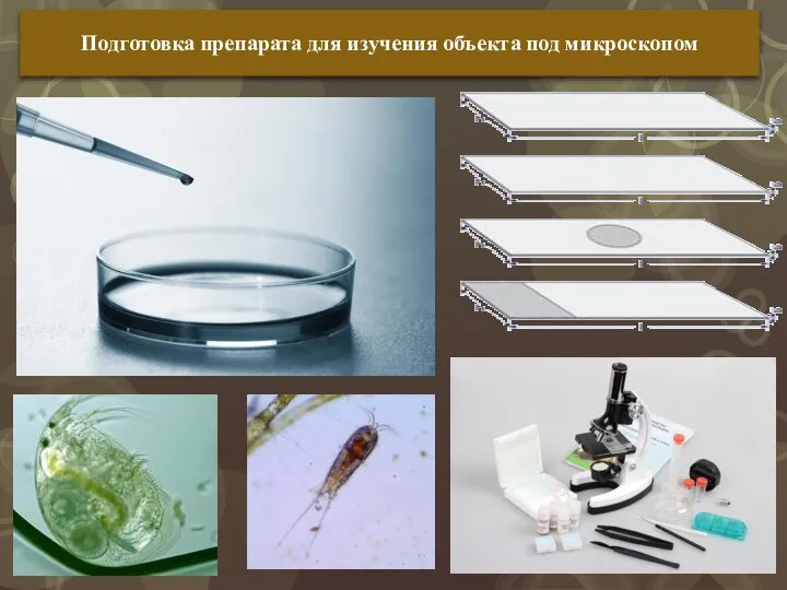 Подготовка препарата для изучения объекта под микроскопом