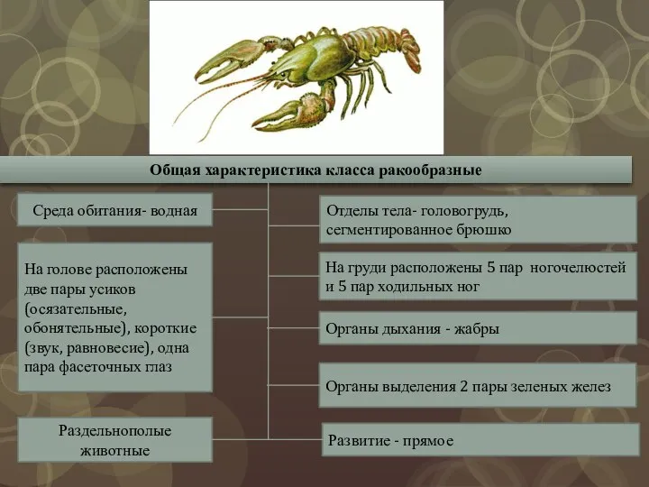 Общая характеристика класса ракообразные Среда обитания- водная На голове расположены две