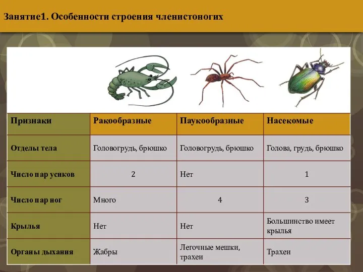 Занятие1. Особенности строения членистоногих