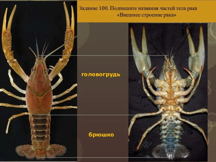 Задание 100. Подпишите названия частей тела рака «Внешнее строение рака» головогрудь брюшко