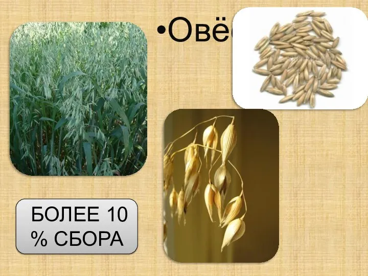 Овёс БОЛЕЕ 10 % СБОРА