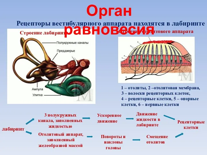 Строение отолитового аппарата 1 – отолиты, 2 –отолитовая мембрана, 3 –