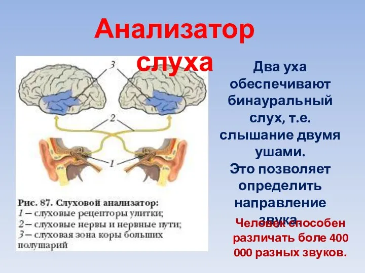 Два уха обеспечивают бинауральный слух, т.е. слышание двумя ушами. Это позволяет