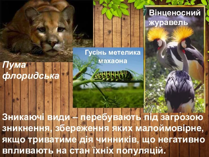 Зникаючі види – перебувають під загрозою зникнення, збереження яких малоймовірне, якщо