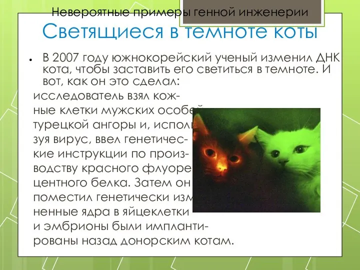 Невероятные примеры генной инженерии Светящиеся в темноте коты В 2007 году