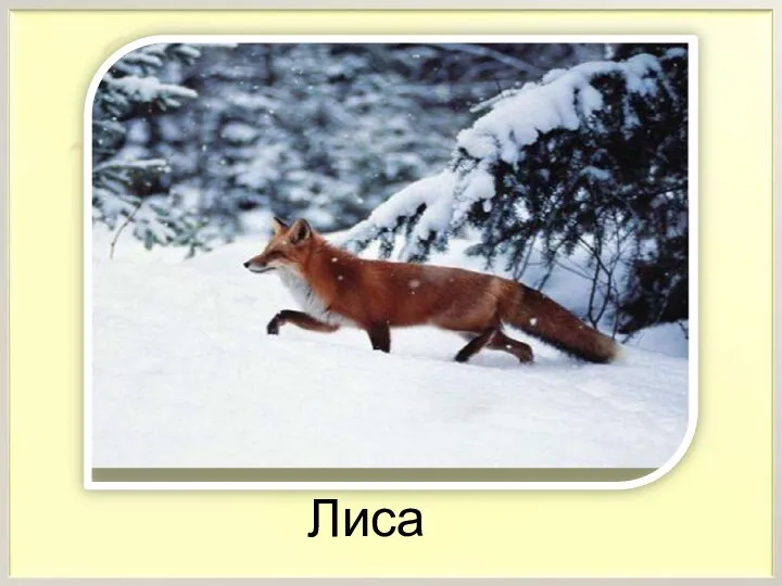 Лиса