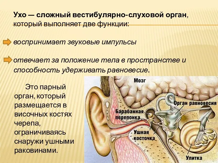 Ухо — сложный вестибулярно-слуховой орган, который выполняет две функции: воспринимает звуковые