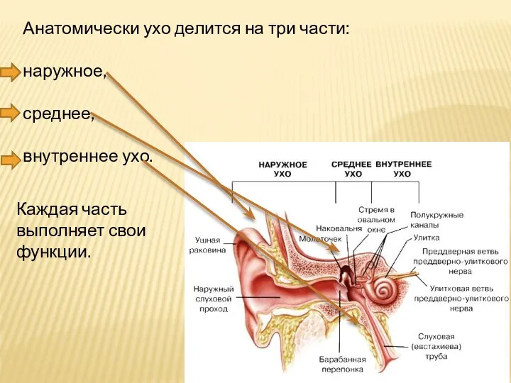 Анатомически ухо делится на три части: наружное, среднее, внутреннее ухо. Каждая часть выполняет свои функции.