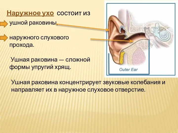 Наружное ухо состоит из ушной раковины, наружного слухового прохода. Ушная раковина