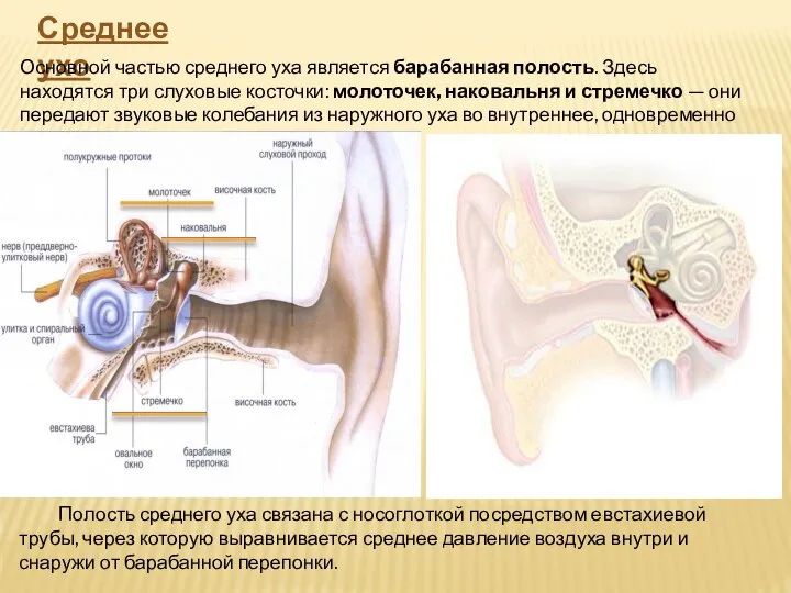 Среднее ухо Основной частью среднего уха является барабанная полость. Здесь находятся