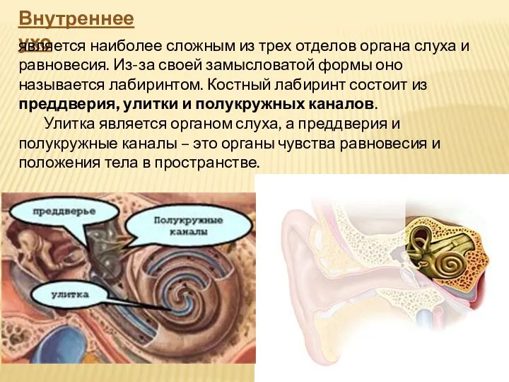 Внутреннее ухо является наиболее сложным из трех отделов органа слуха и