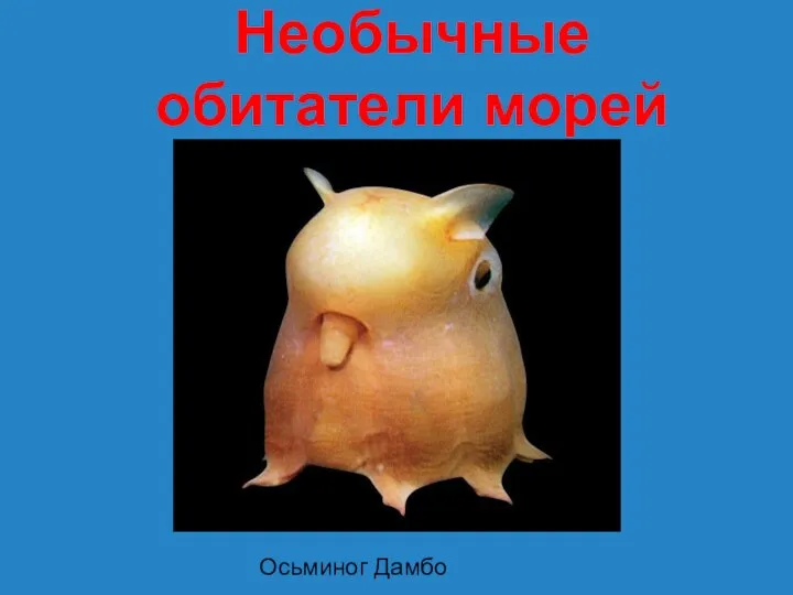 Необычные обитатели морей Осьминог Дамбо