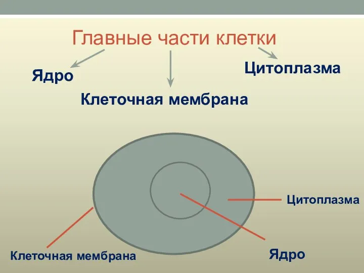 Главные части клетки Ядро Цитоплазма Клеточная мембрана Клеточная мембрана Цитоплазма Ядро