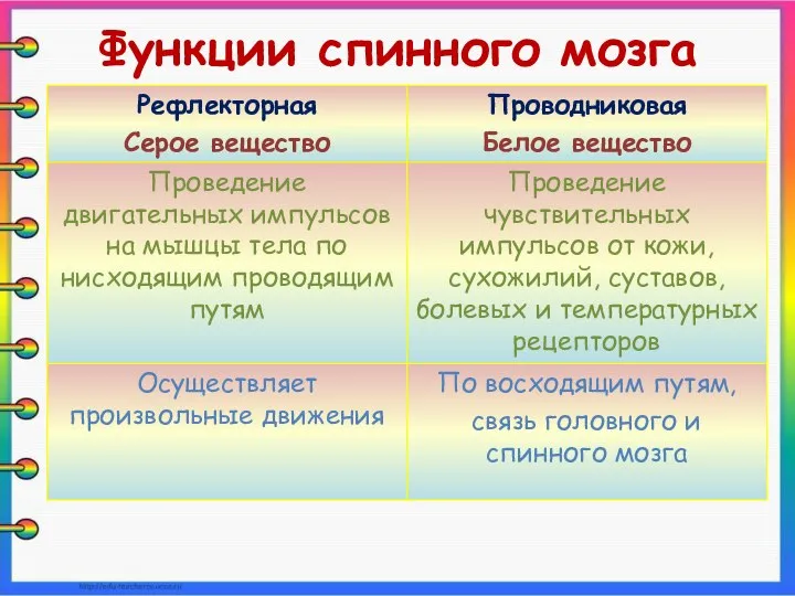 Функции спинного мозга