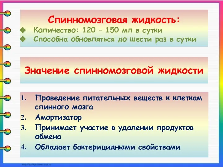 Значение спинномозговой жидкости Проведение питательных веществ к клеткам спинного мозга Амортизатор