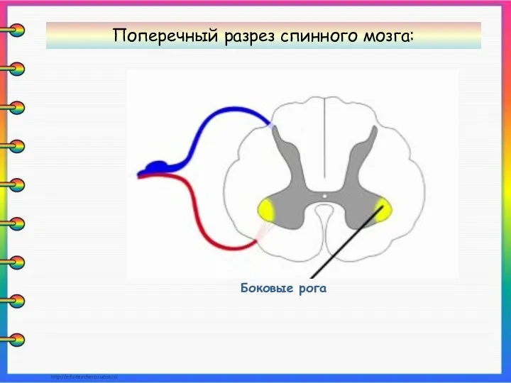 Боковые рога Поперечный разрез спинного мозга: