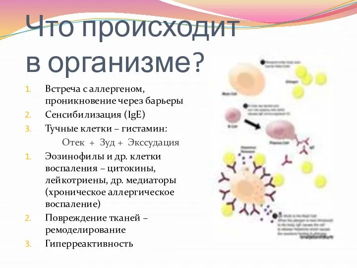 Что происходит в организме? Встреча с аллергеном, проникновение через барьеры Сенсибилизация