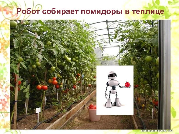 Робот собирает помидоры в теплице