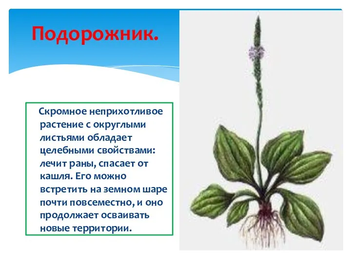 Подорожник. Скромное неприхотливое растение с округлыми листьями обладает целебными свойствами: лечит