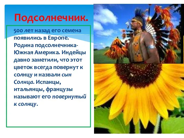 Подсолнечник. 500 лет назад его семена появились в Европе. Родина подсолнечника-