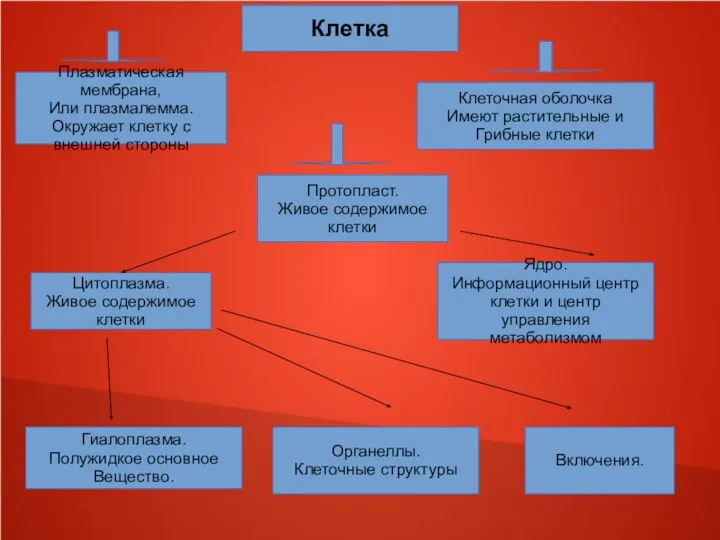 Клетка Плазматическая мембрана, Или плазмалемма. Окружает клетку с внешней стороны Клеточная