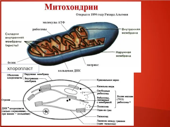 хлоропласт