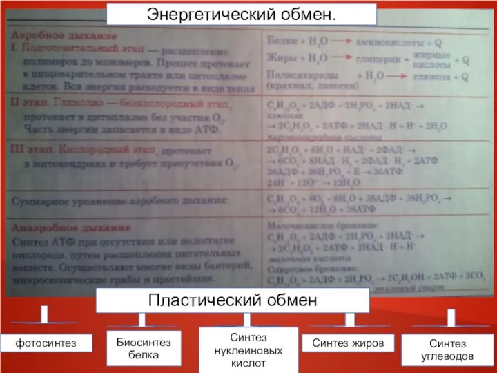 Энергетический обмен. Пластический обмен фотосинтез Биосинтез белка Синтез нуклеиновых кислот Синтез жиров Синтез углеводов