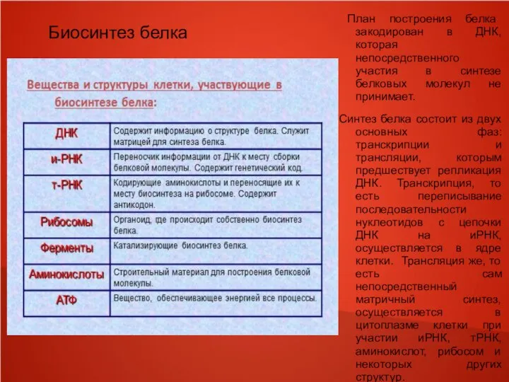 Биосинтез белка План построения белка закодирован в ДНК, которая непосредственного участия