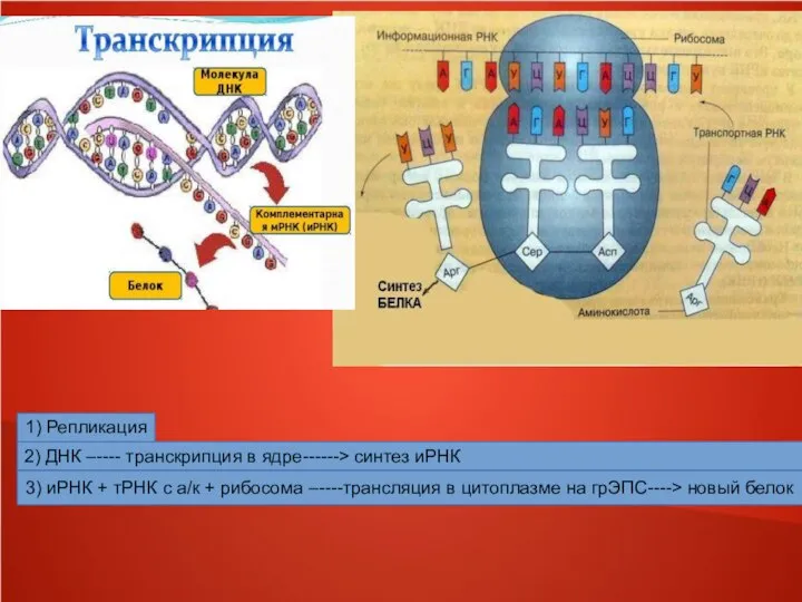 1) Репликация 2) ДНК –---- транскрипция в ядре------> синтез иРНК 3)