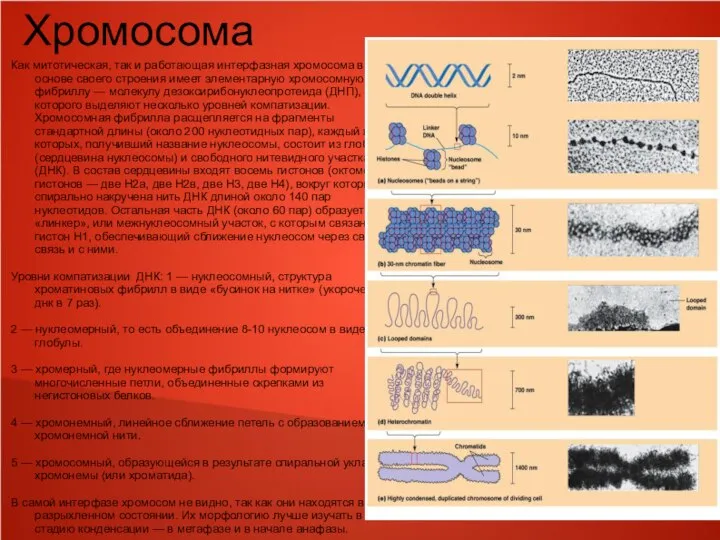 Хромосома Как митотическая, так и работающая интерфазная хромосома в основе своего