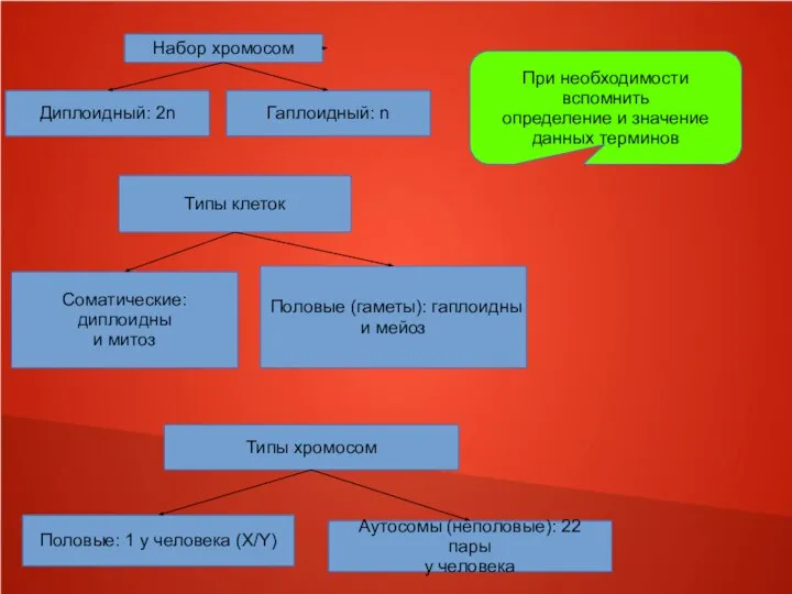 Набор хромосом Диплоидный: 2n Гаплоидный: n Типы клеток Соматические: диплоидны и