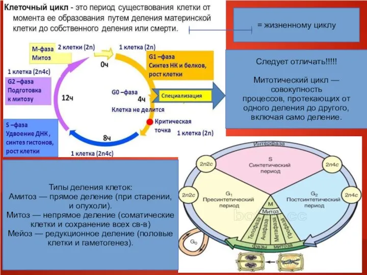 = жизненному циклу Типы деления клеток: Амитоз — прямое деление (при