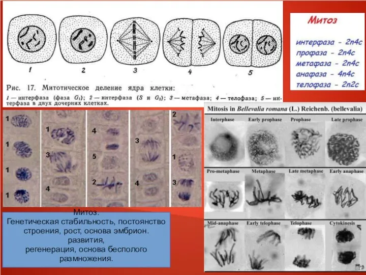 Митоз. Генетическая стабильность, постоянство строения, рост, основа эмбрион. развития, регенерация, основа бесполого размножения.