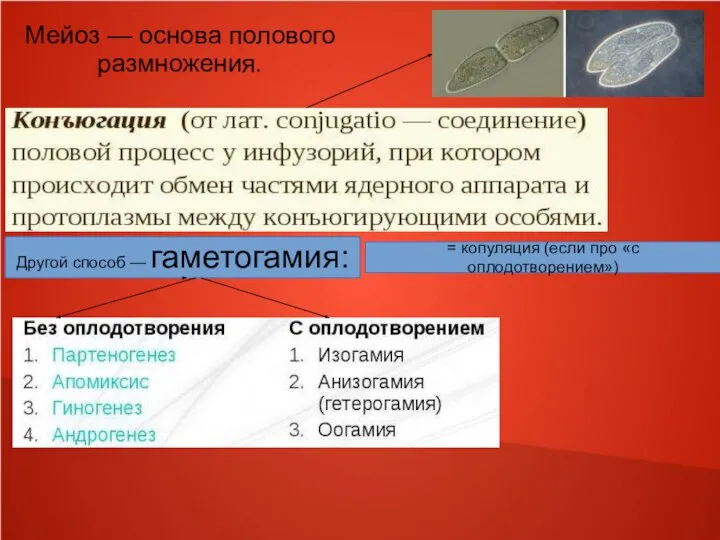 Мейоз — основа полового размножения. Другой способ — гаметогамия: = копуляция (если про «с оплодотворением»)