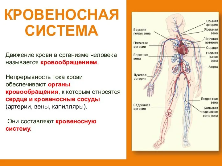 Кровеносная система Движение крови в организме человека называется кровообращением. Непрерывность тока