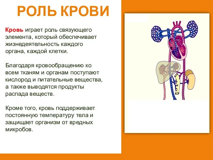 Роль крови Кровь играет роль связующего элемента, который обеспечивает жизнедеятельность каждого