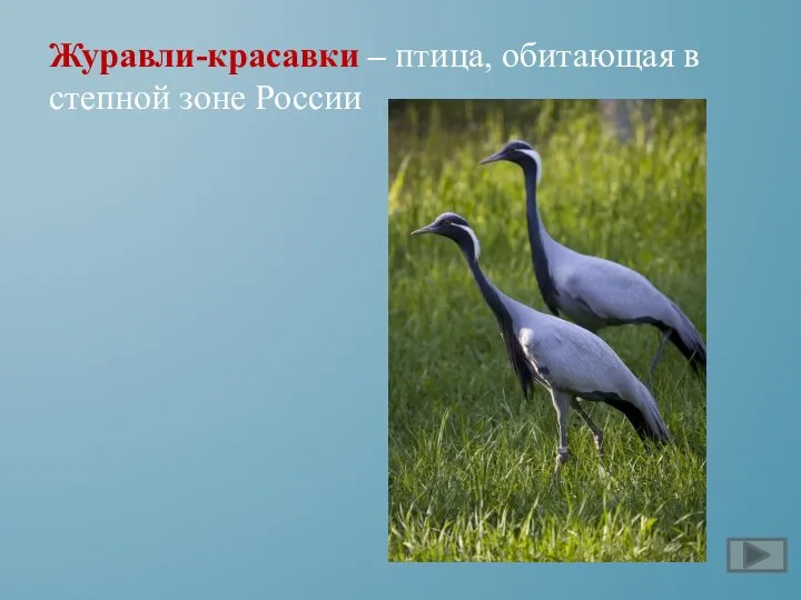 Журавли-красавки – птица, обитающая в степной зоне России