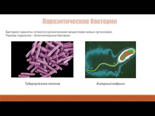 Паразитические бактерии Бактерии-паразиты питаются органическими веществами живых организмов. Пример паразитов -