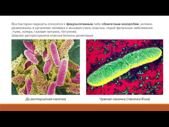 Все бактерии-паразиты относятся к факультативным либо облигатным анаэробам, активно размножаясь в