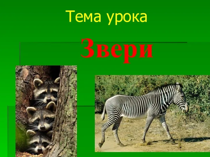 Звери Тема урока