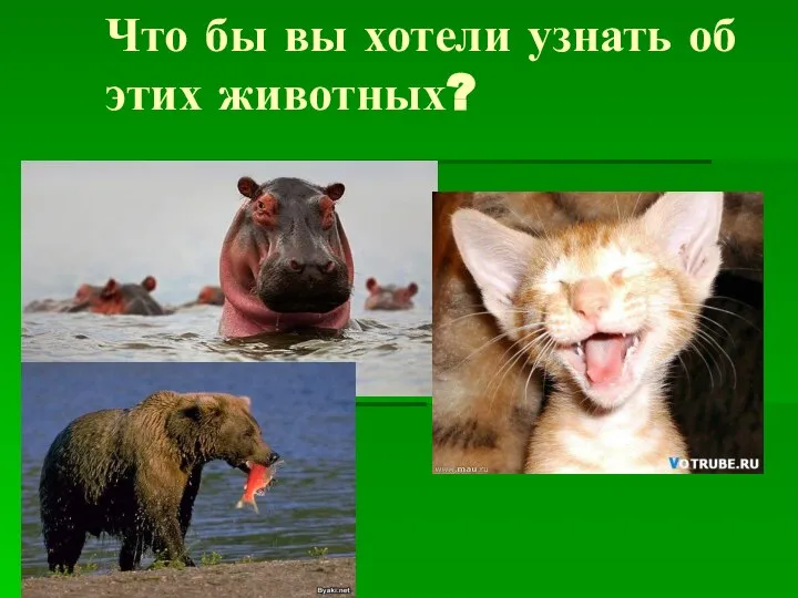 Что бы вы хотели узнать об этих животных?