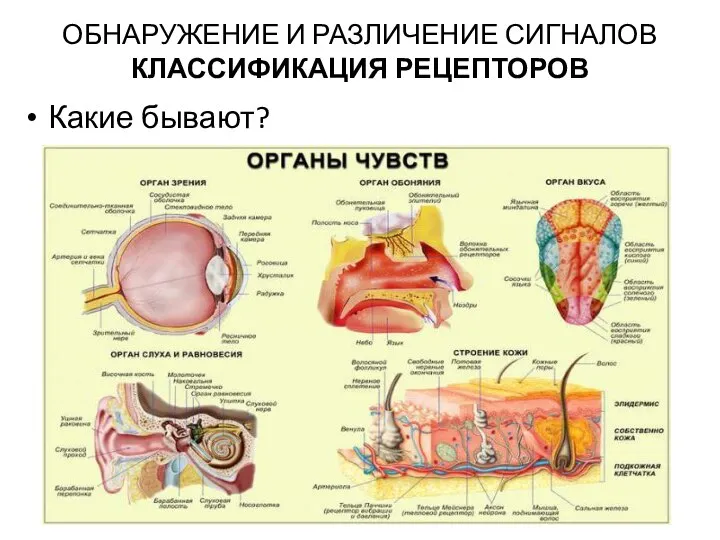 ОБНАРУЖЕНИЕ И РАЗЛИЧЕНИЕ СИГНАЛОВ КЛАССИФИКАЦИЯ РЕЦЕПТОРОВ Какие бывают?